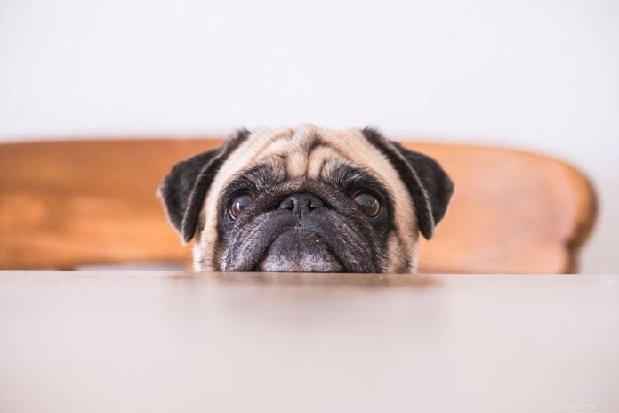30 Stunning Pug Photos That Will Inspire You to Adopt