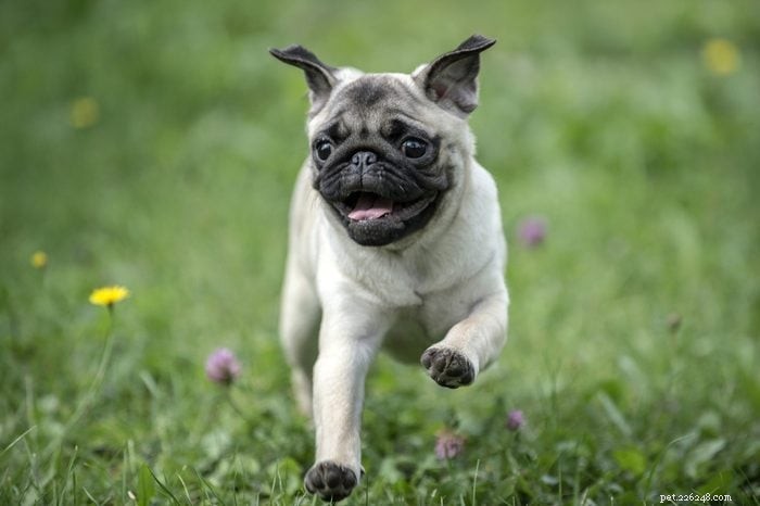 30 Stunning Pug Photos That Will Inspire You to Adopt