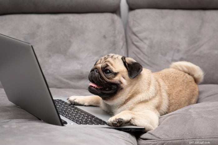 30 Stunning Pug Photos That Will Inspire You to Adopt