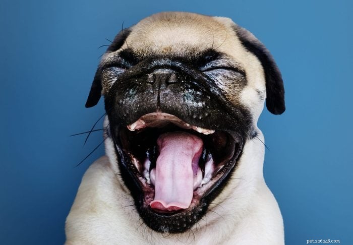30 Stunning Pug Photos That Will Inspire You to Adopt
