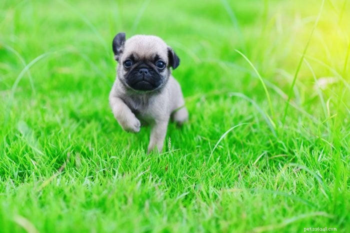 30 Stunning Pug Photos That Will Inspire You to Adopt
