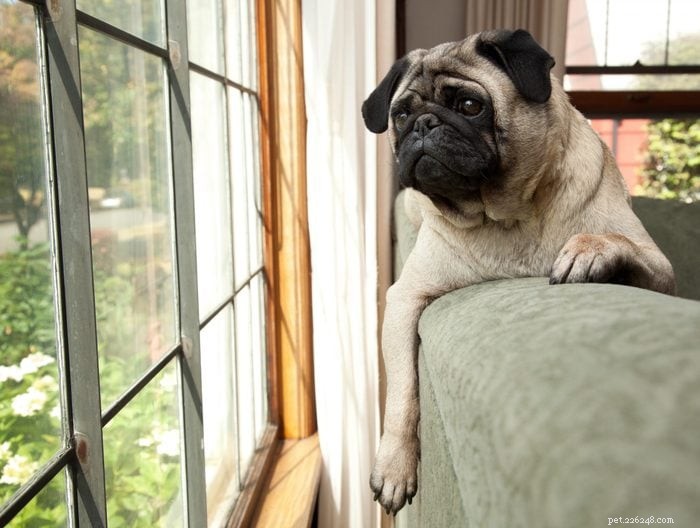 30 Stunning Pug Photos That Will Inspire You to Adopt