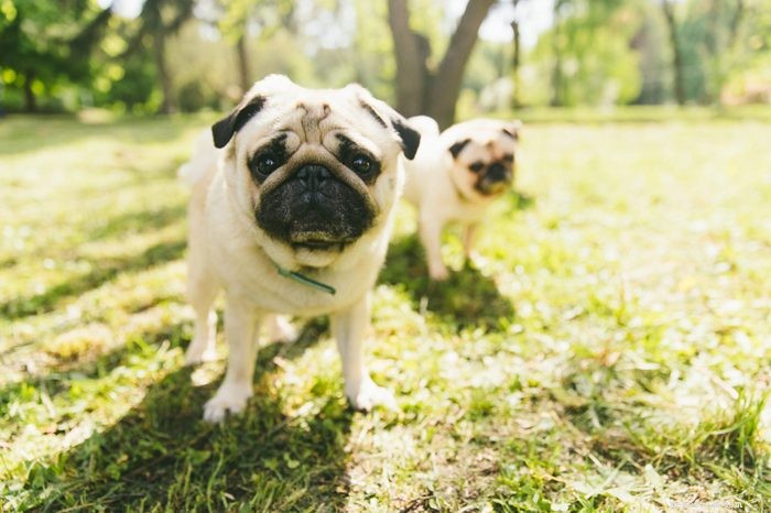 30 Stunning Pug Photos That Will Inspire You to Adopt