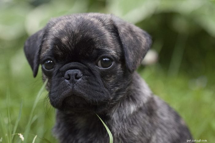 30 Stunning Pug Photos That Will Inspire You to Adopt