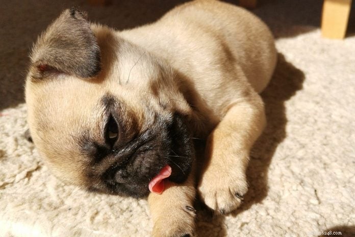 30 Stunning Pug Photos That Will Inspire You to Adopt