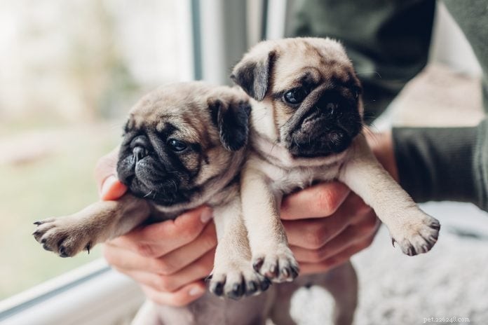 30 Stunning Pug Photos That Will Inspire You to Adopt