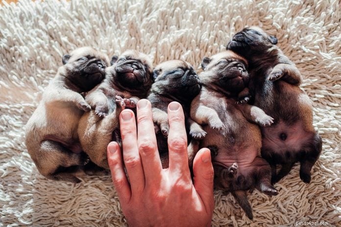 30 Stunning Pug Photos That Will Inspire You to Adopt