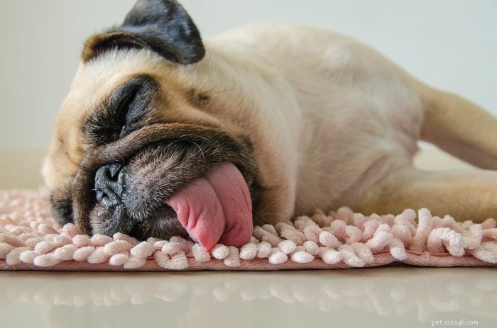 30 Stunning Pug Photos That Will Inspire You to Adopt