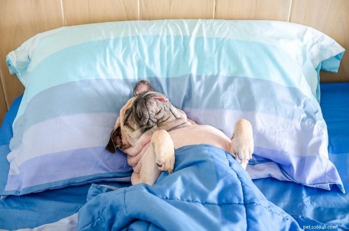 30 Stunning Pug Photos That Will Inspire You to Adopt