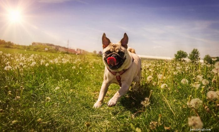 30 Stunning Pug Photos That Will Inspire You to Adopt