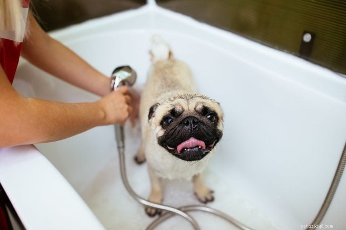 30 Stunning Pug Photos That Will Inspire You to Adopt