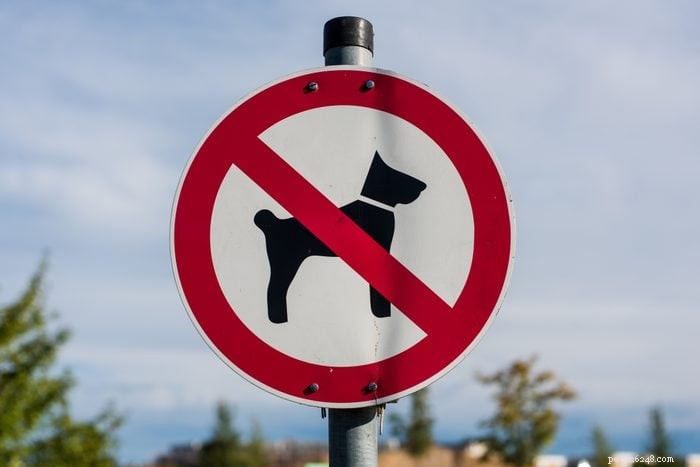 14 Common Dog Owner Mistakes to Avoid for a Happier Pet
