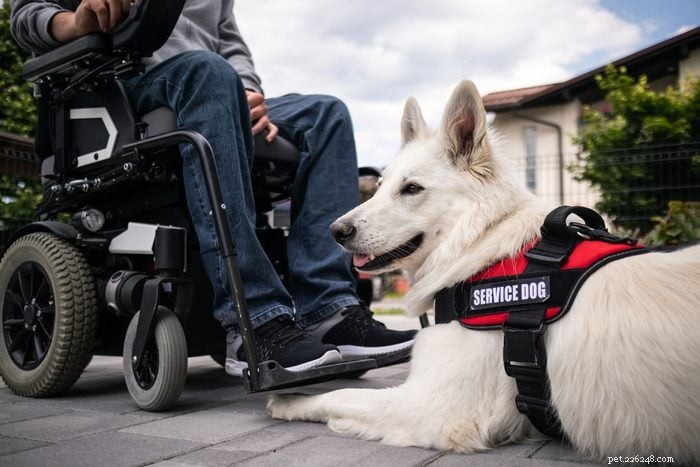 14 Common Dog Owner Mistakes to Avoid for a Happier Pet