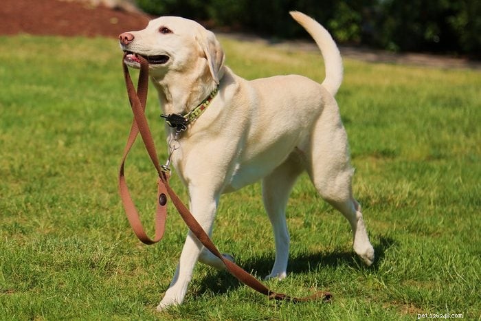 14 Common Dog Owner Mistakes to Avoid for a Happier Pet