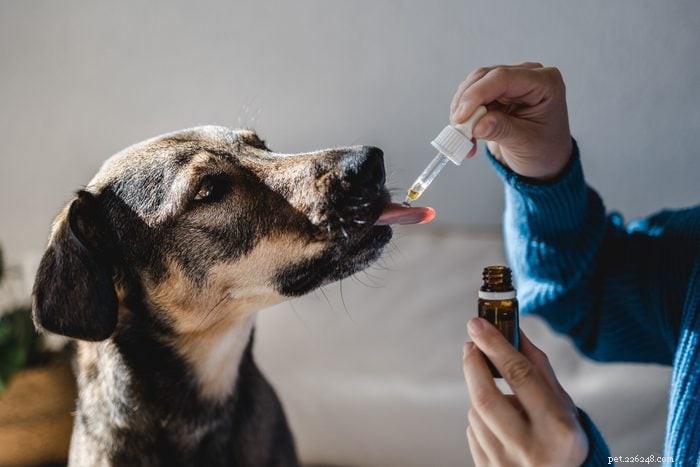 14 Common Dog Owner Mistakes to Avoid for a Happier Pet