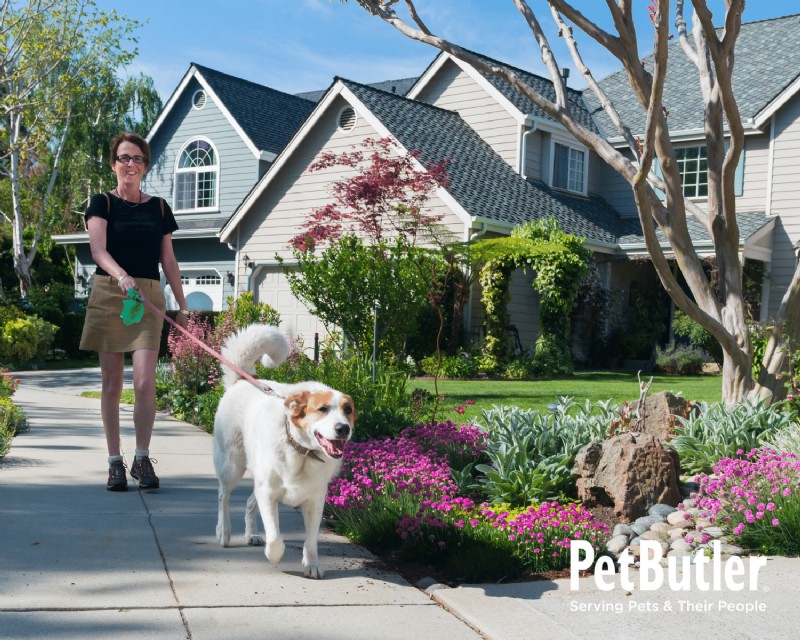Create Pet‑Friendly Community Spaces: Safe Plants, Waste Stations & More