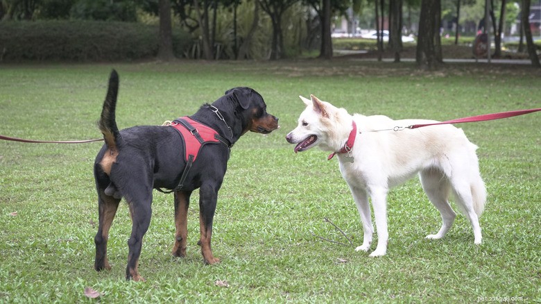Heartwarming First Meeting of Border Collie Sibling: A Gentle Big Brother Moment