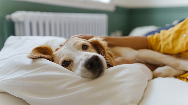Golden Retriever’s Bed‑Time Cuddle Will Brighten Your Morning