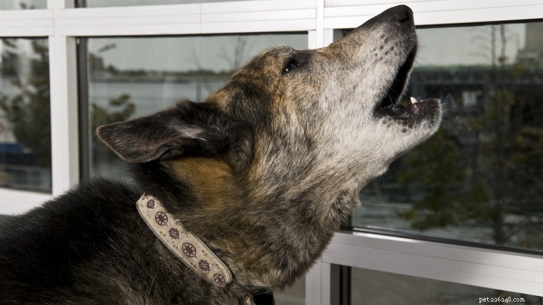 German Shepherd and Toddler Bond Over Howls in Heartwarming Instagram Clip