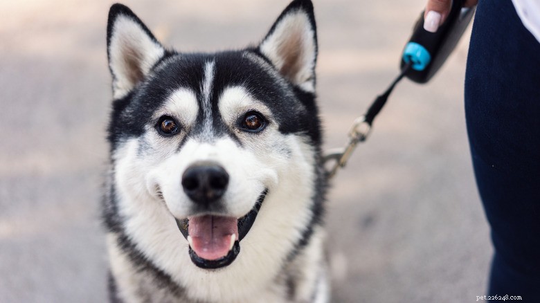 When a Husky Refuses to Leave Grandparents  House – A Hilarious Yet Insightful Look at Dog Attachment
