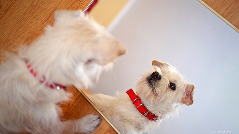 Goldendoodle Puppy Ivy Discovers Her Reflection: A Heartfelt Milestone