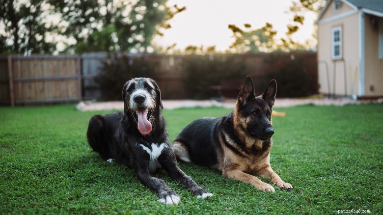 From Aggression to Affection: How a Tough Dog’s Transformation Restored a Foster Family