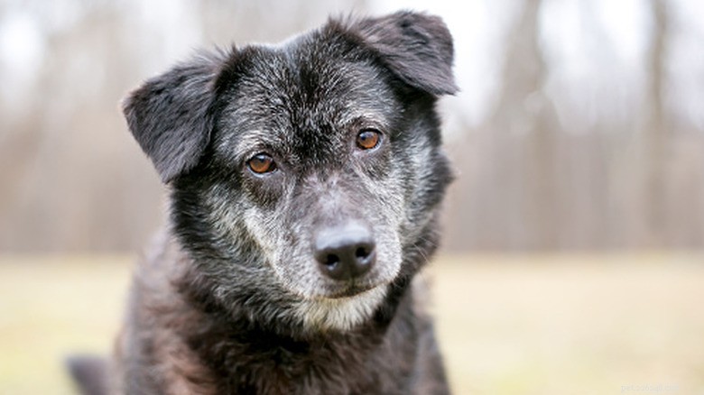 A Senior Golden Retriever’s Heart‑Shaped ‘Sugar Face’ Fills Our Hearts