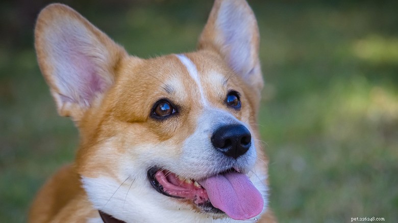 Corgi Race at Ohio State Basketball Game Highlights Disabled Champion Sadie Mae in Wheelchair