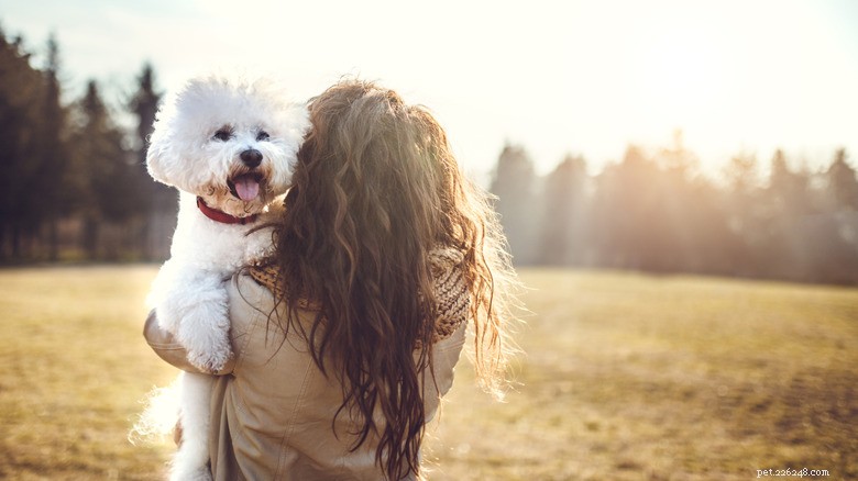 Bichon Frise’s Post‑Nap ‘Smoosh’ Face Goes Viral: The Cutest TikTok Moment & A Look at the Breed