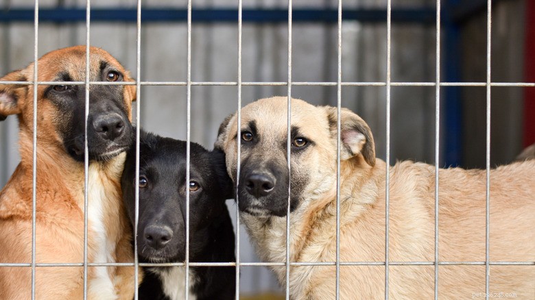 From Despair to Delight: A Puppy’s Journey from an Abandoned Baseball Field to a Loving Home