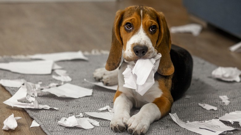 Golden Retriever Puppy Shows Regret After Time‑Out for Rough Play with Older Sibling