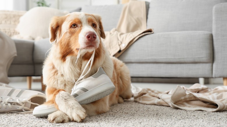 Bernedoodle Lox Plays Dead After Chewing Wedding Matches — A Humorous Lesson in Pet Behavior