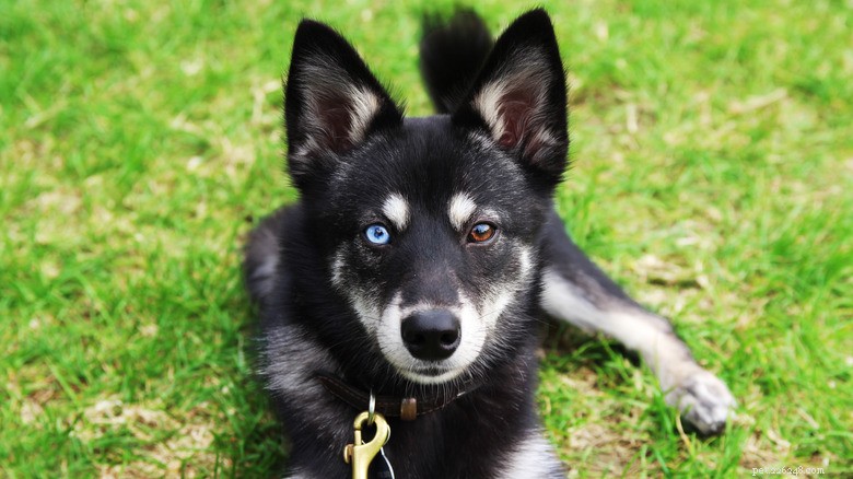 American Bully’s Marbled Eyes: A Stunning Showcase of Natural Heterochromia
