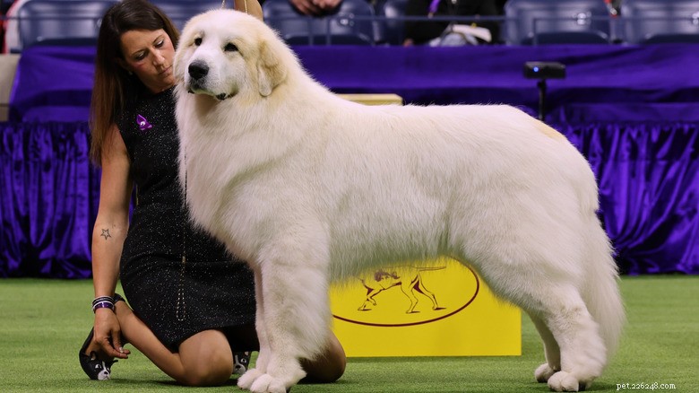 A Great Pyrenees Mix Snoozes While Her Tiny Cat Friend Plays—A Heartwarming Dog‑Cat Interaction