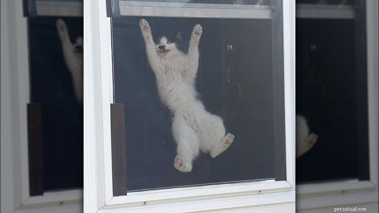 Adorable Chaos: 20 Hilarious Cat Moments That Prove Feline Mischief Is Unmatched