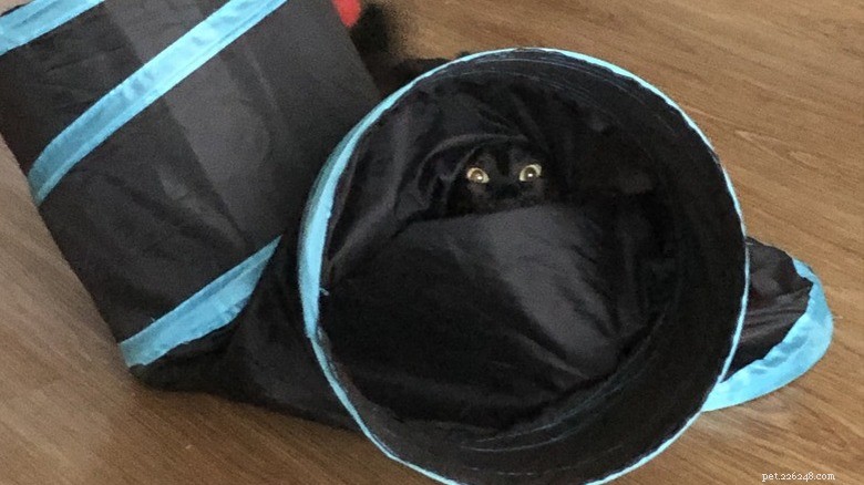 Adorable Chaos: 20 Hilarious Cat Moments That Prove Feline Mischief Is Unmatched