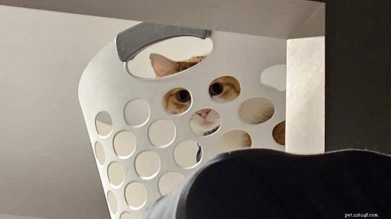 Adorable Chaos: 20 Hilarious Cat Moments That Prove Feline Mischief Is Unmatched