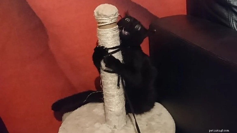 Adorable Chaos: 20 Hilarious Cat Moments That Prove Feline Mischief Is Unmatched