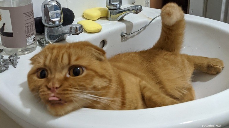 Adorable Chaos: 20 Hilarious Cat Moments That Prove Feline Mischief Is Unmatched