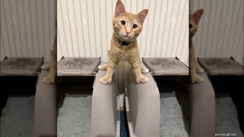 Adorable Chaos: 20 Hilarious Cat Moments That Prove Feline Mischief Is Unmatched