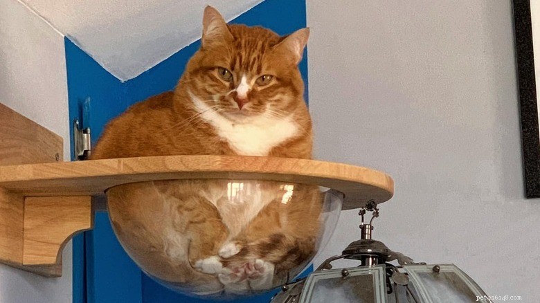 Adorable Chaos: 20 Hilarious Cat Moments That Prove Feline Mischief Is Unmatched
