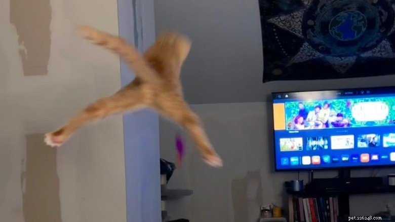 Adorable Chaos: 20 Hilarious Cat Moments That Prove Feline Mischief Is Unmatched