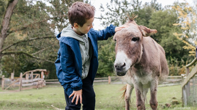From Stray to Spoiled: The Remarkable Rescue and Luxury Life of Alfredito, the Donkey