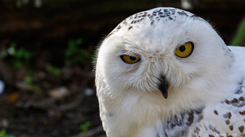 Snowy Owls Captivate the Internet with Their Expressive Calls – Oregon Zoo Shares the Fascinating Video