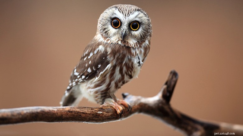 Pocket‑Sized Saw‑Whet Owl Goes Viral, Capturing Hearts With Banana for Scale