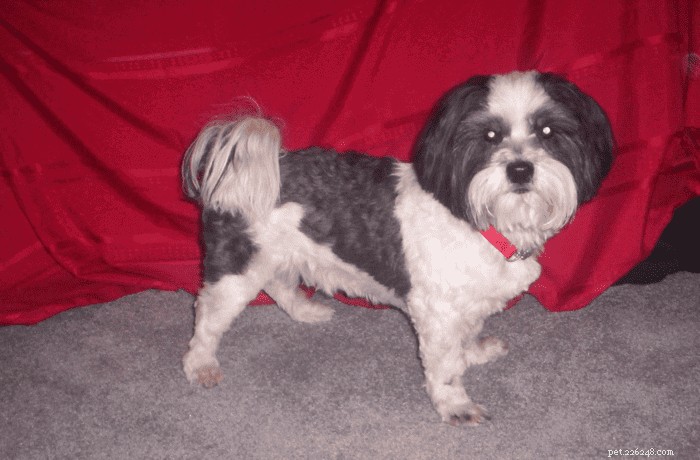The Ultimate Lhasa Apso Guide: Care, Traits & Training