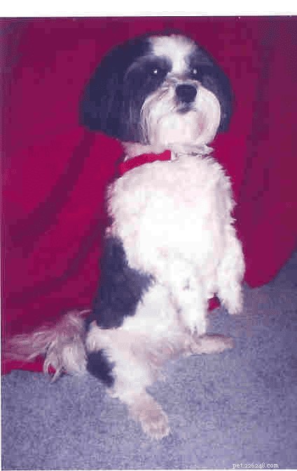 The Ultimate Lhasa Apso Guide: Care, Traits & Training