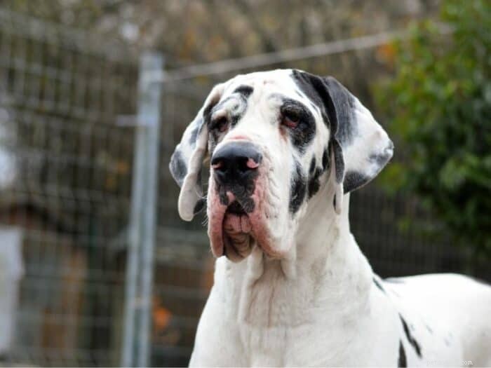 Great Danes: 16 Essential Facts Every Prospective Owner Should Know