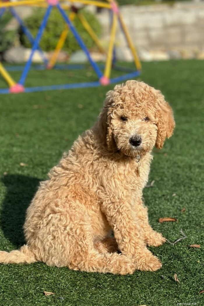 Top 10 Large‑Breed Dogs Perfect for Families