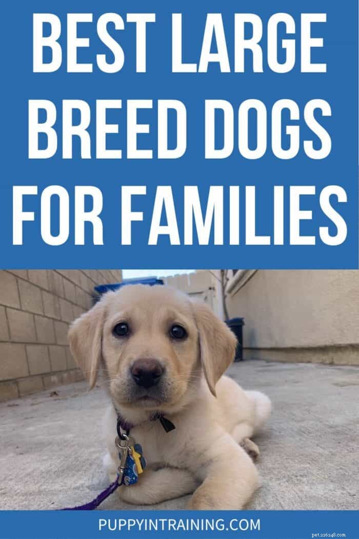 Top 10 Large‑Breed Dogs Perfect for Families